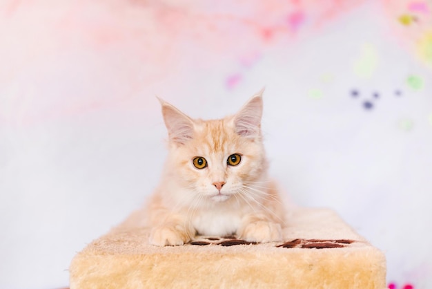 Red Tabby Bicolour Maine Coon Kitten