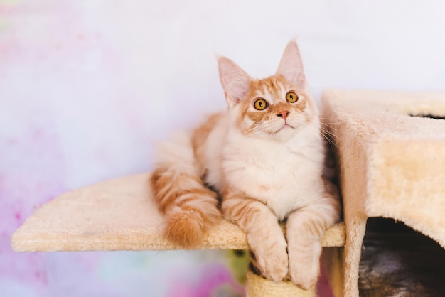 Red Tabby Maine Coon Kitten