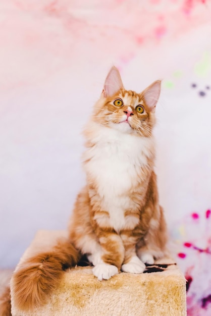 Red Tabby Maine Coon Kitten