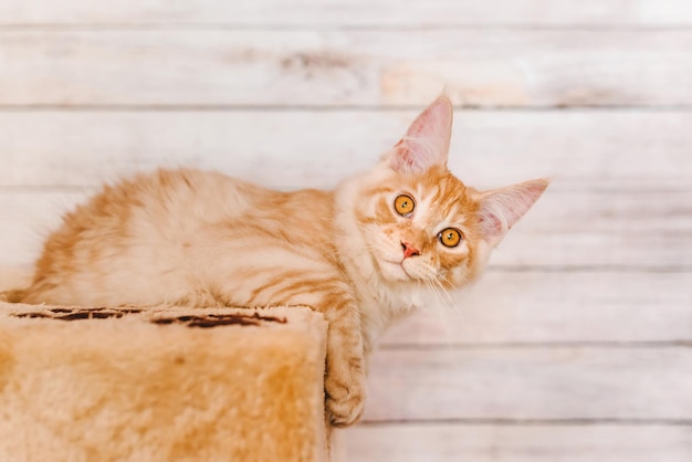 Red Tabby Maine Coon Kitten