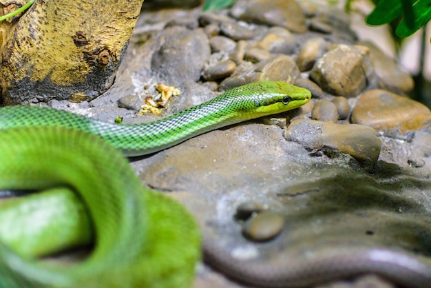 Red-tailed Green Ratsnake