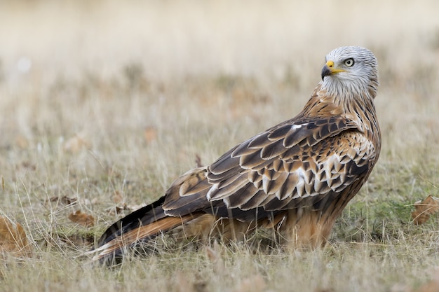 Red-tailed hawk walking in a grassy field during daytime