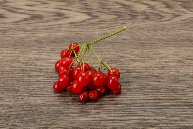 Red tasty and juicy Viburnum berries