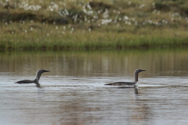 Red-throated loon swimming in blue arctic waters with tundra grass in the background