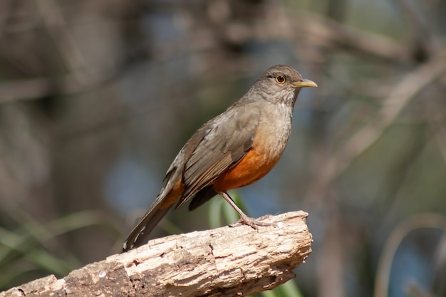 Red Thrush or Rufous-bellied Trush on a branch looking for food.