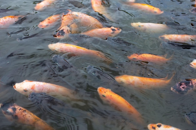 Red tilapia fish in the pond