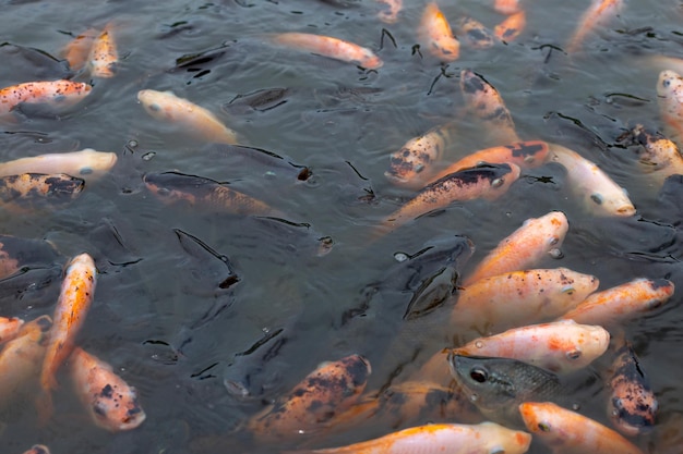 Red tilapia fish in the pond