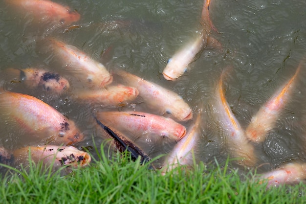 Red tilapia fish in the pond