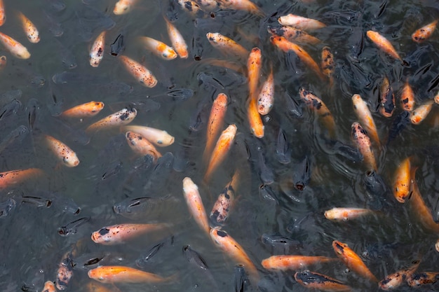 Red tilapia fish in the pond