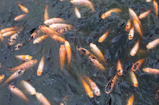 Red tilapia fish in the pond