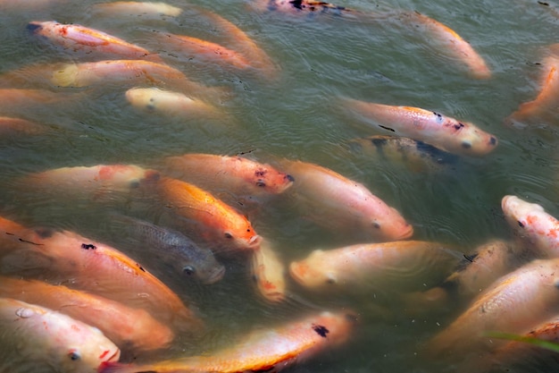 Red tilapia fish in the pond