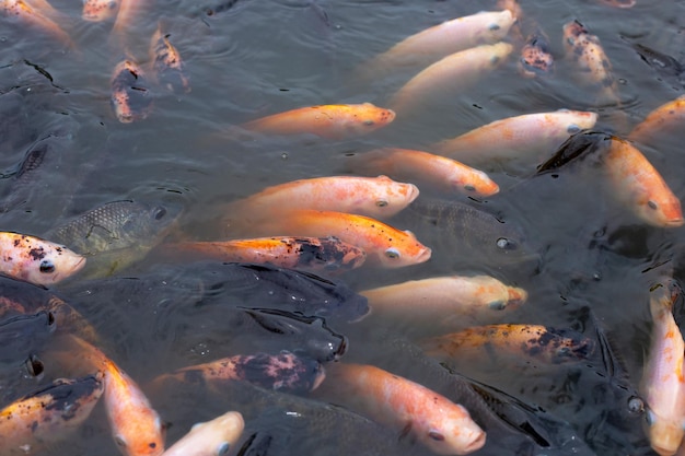 Red tilapia fish in the pond