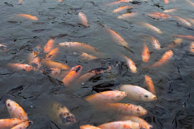 Red tilapia fish in the pond