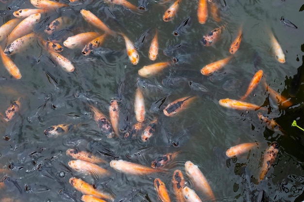 Red tilapia fish in the pond