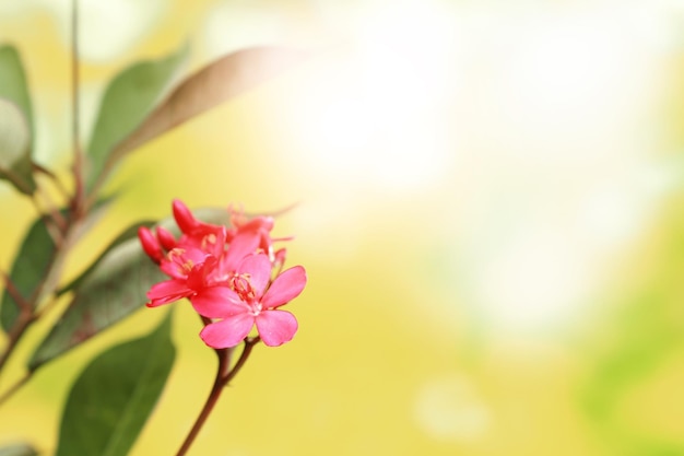 red tiny flowers with abstract bokeh background