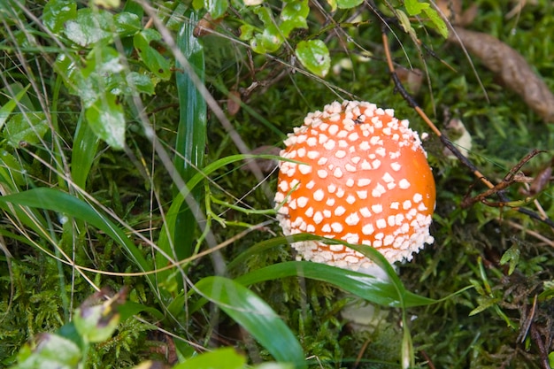 Red toadstool in forest