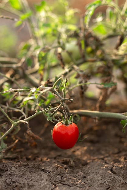 A red tomato hangs on a bed in the garden Agriculture agronomy industry