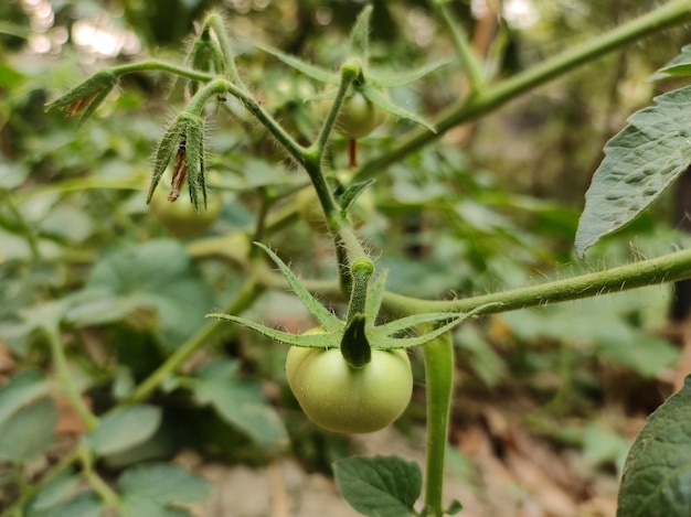 red tomatoes are on the green foliage background