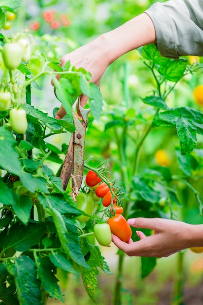 Red tomatoes in greenhouse, Woman cuts off her harvest