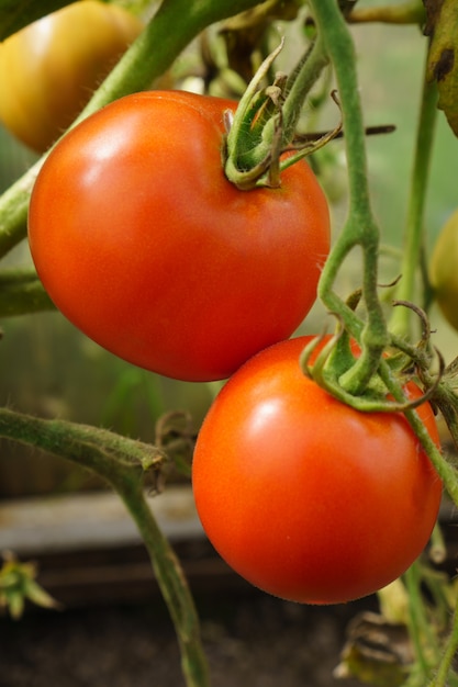 Red tomatoes growing on branch in home garden, closeup