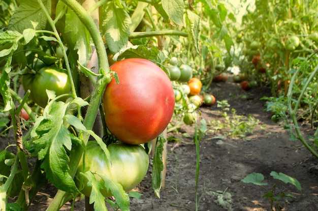 Red tomatoes growing in a greenhouse ready to pick Fresh tomatoes plants