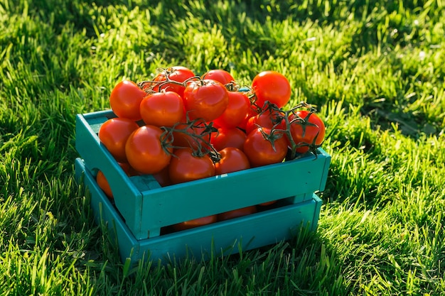 Red tomatoes lie in blue wooden box on green grass backlit by sunlight Concept of harvesting your own vegetable garden for harvesting for the winter