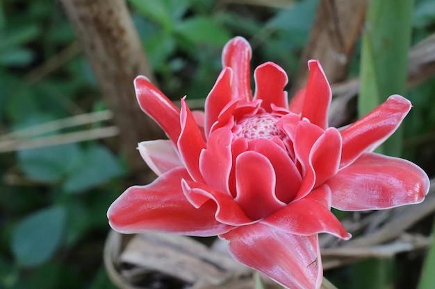 The red Torch Ginger flower is blooming with green leaves background in summer time