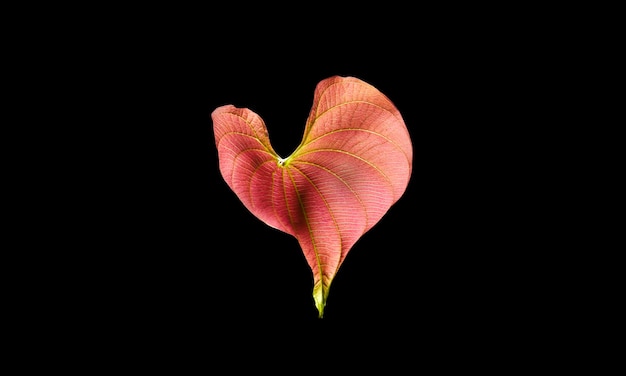 Red translucent heart shape like leaf with black background