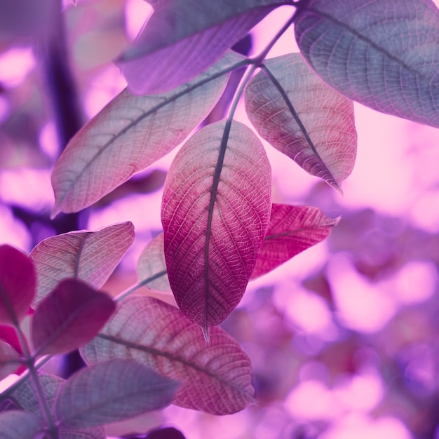 red tree leaves in autumn season, pink background