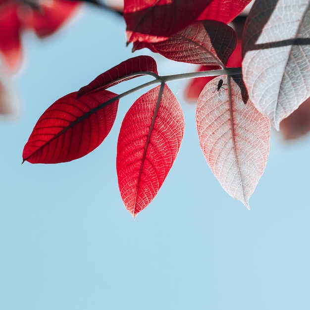 red tree leaves in autumn season