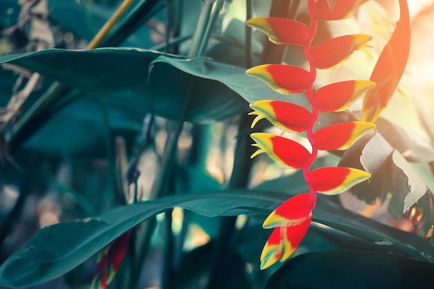 Red tropical flower blooming on nature background