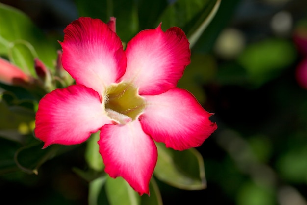 Red tropical flower