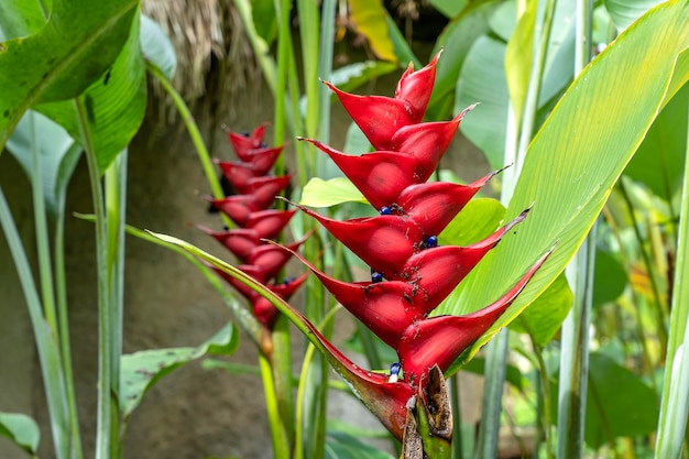 Red tropical flowers in island Bali Indonesia Close up