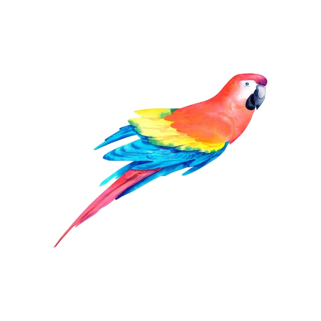 A red tropical parrot on an isolated background Macaw parrot Watercolor illustration The tropics Birds