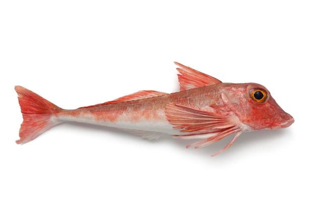 Red tub gurnard