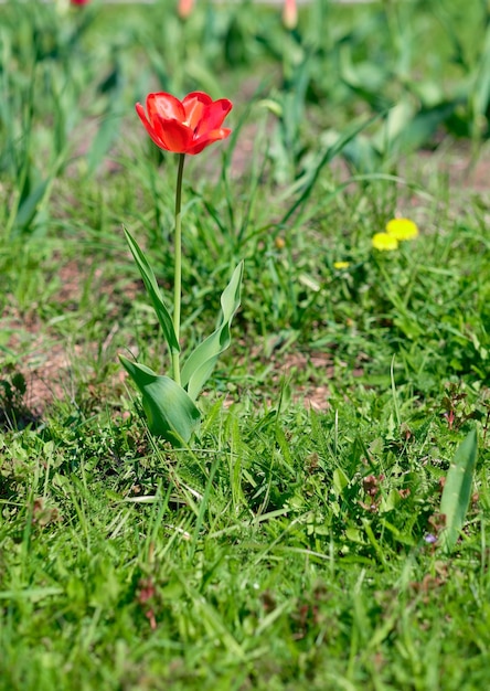 Red tulip in a flower bed closeupvertical frame