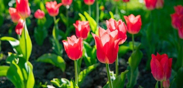 Red tulip flower closeup with colorful natural background