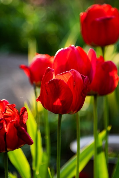 Red tulip flower in the garden Plant herb and vegetable Nature photography