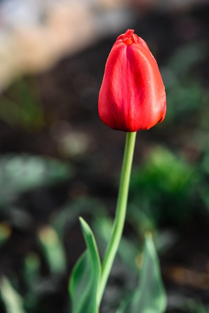 red tulip flower growing in garden