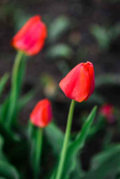 red tulip flower growing in garden