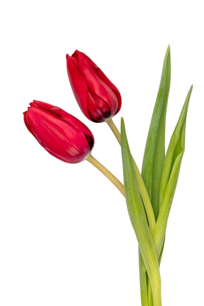 Red tulip flower isolated on white background.