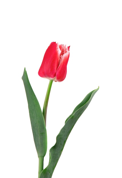 Red tulip flower, isolated on white space. Spring Flower.