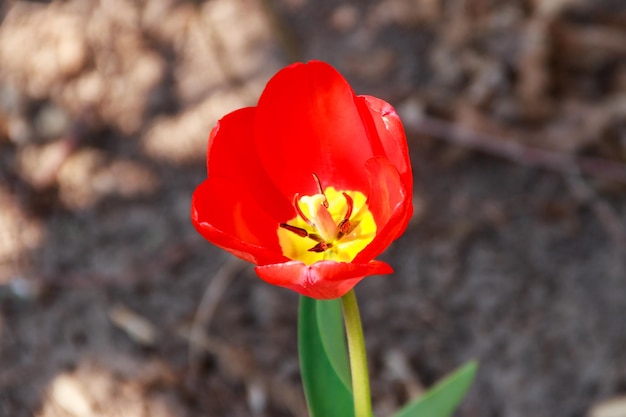 Red tulip on flowerbed in garden