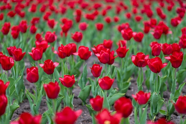 Red tulip flowers background outdoor Spring season flowers