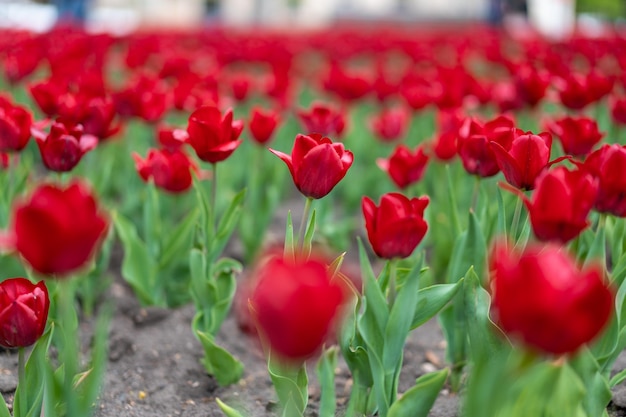 Red tulip flowers background outdoor Spring season flowers