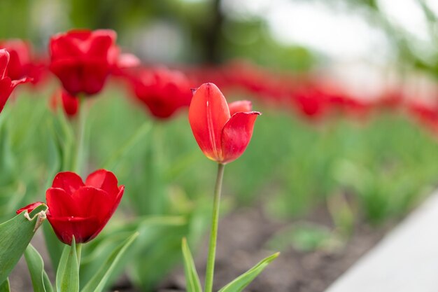 Red tulip flowers background outdoor