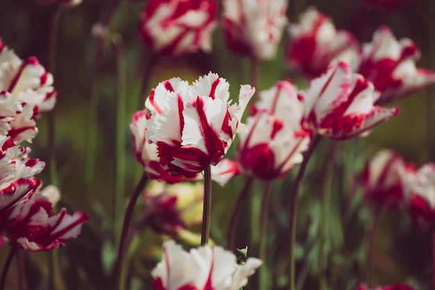 Red tulip flowers