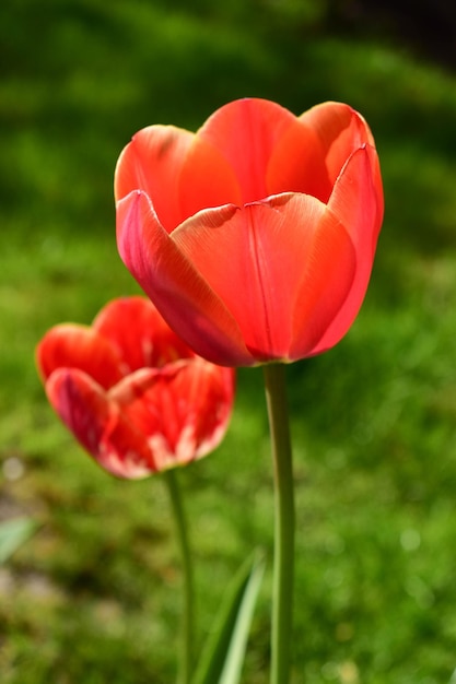 A red tulip in a green field