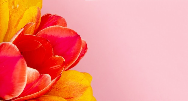 Red tulip on pink background