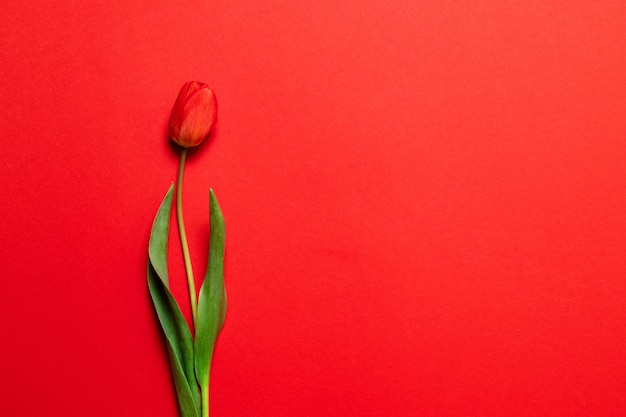  red tulip on red 